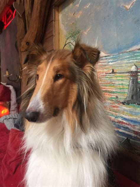 Sadly, due to a change in her family's circumstances, we are rehoming a lovely 9 month old puppy bitch. . Older collies for rehoming